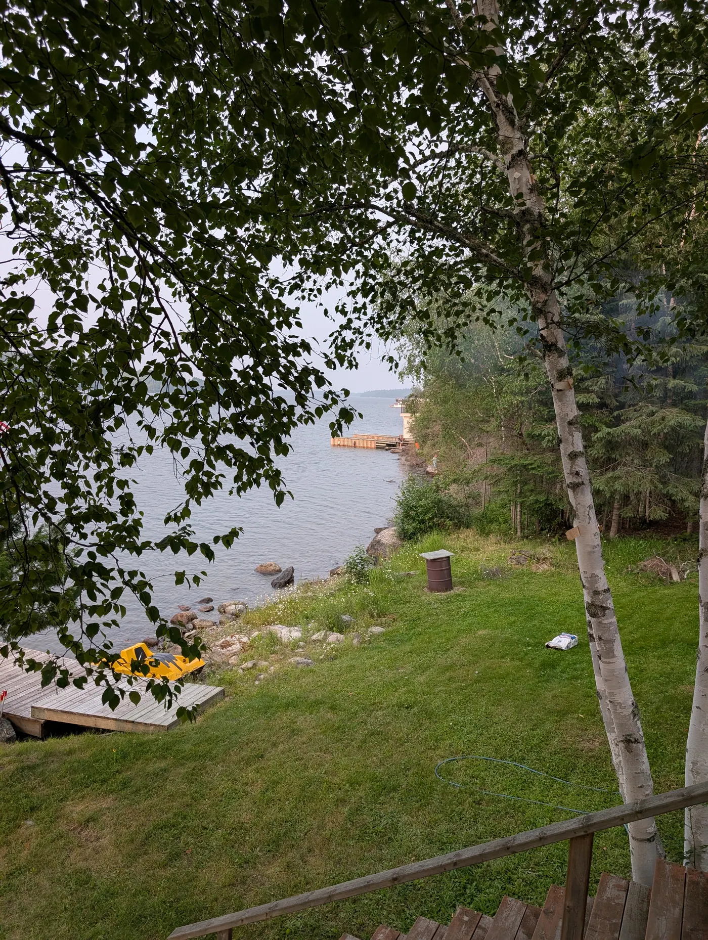 Birches framing a view out across the bay.